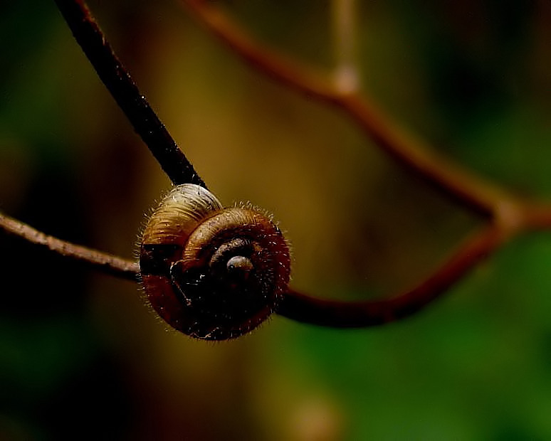 Herbstschnecke