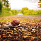 Herbstschnecke