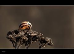 Herbstschnecke (2)