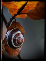 Herbst.Schnecke