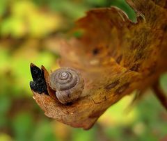 Herbstschnecke