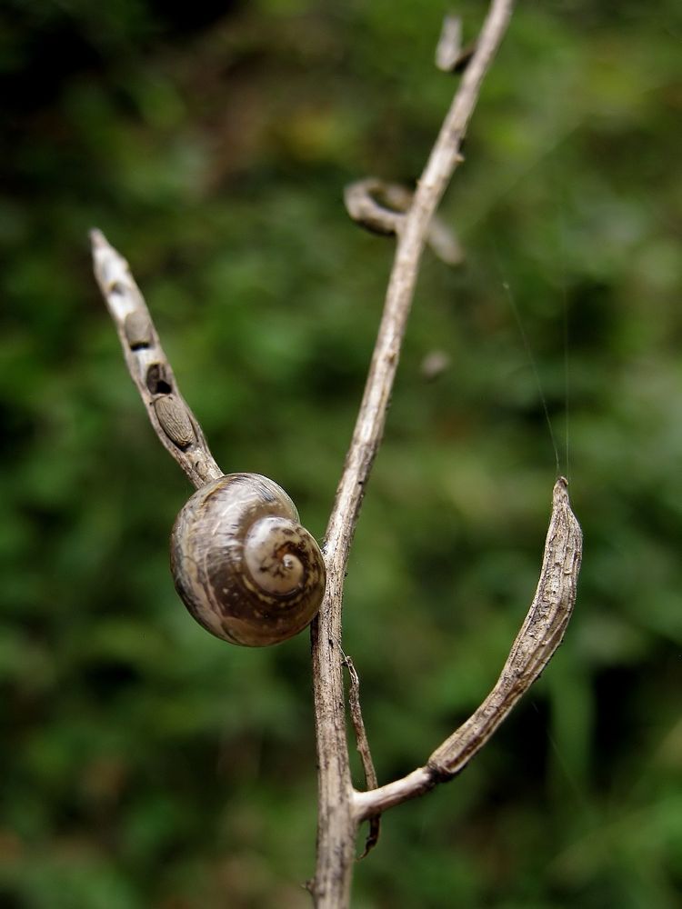 Herbstschnecke