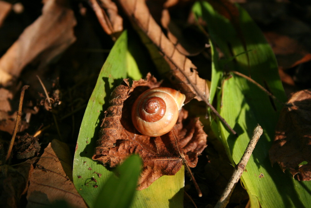 Herbstschnecke