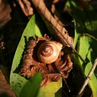 Herbstschnecke