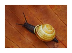 Herbstschnecke