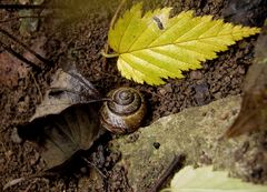 Herbstschnecke