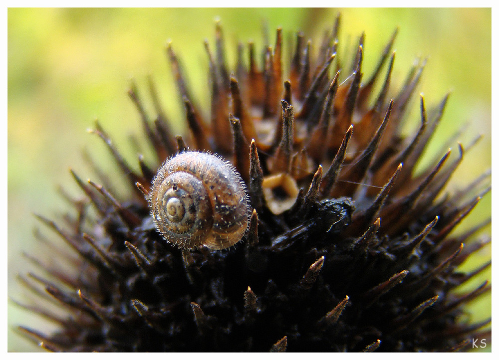 Herbstschnecke