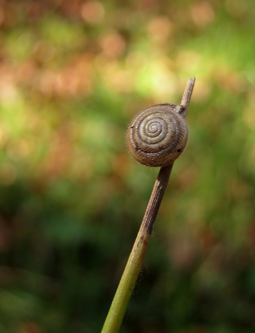 Herbstschnecke