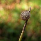 Herbstschnecke