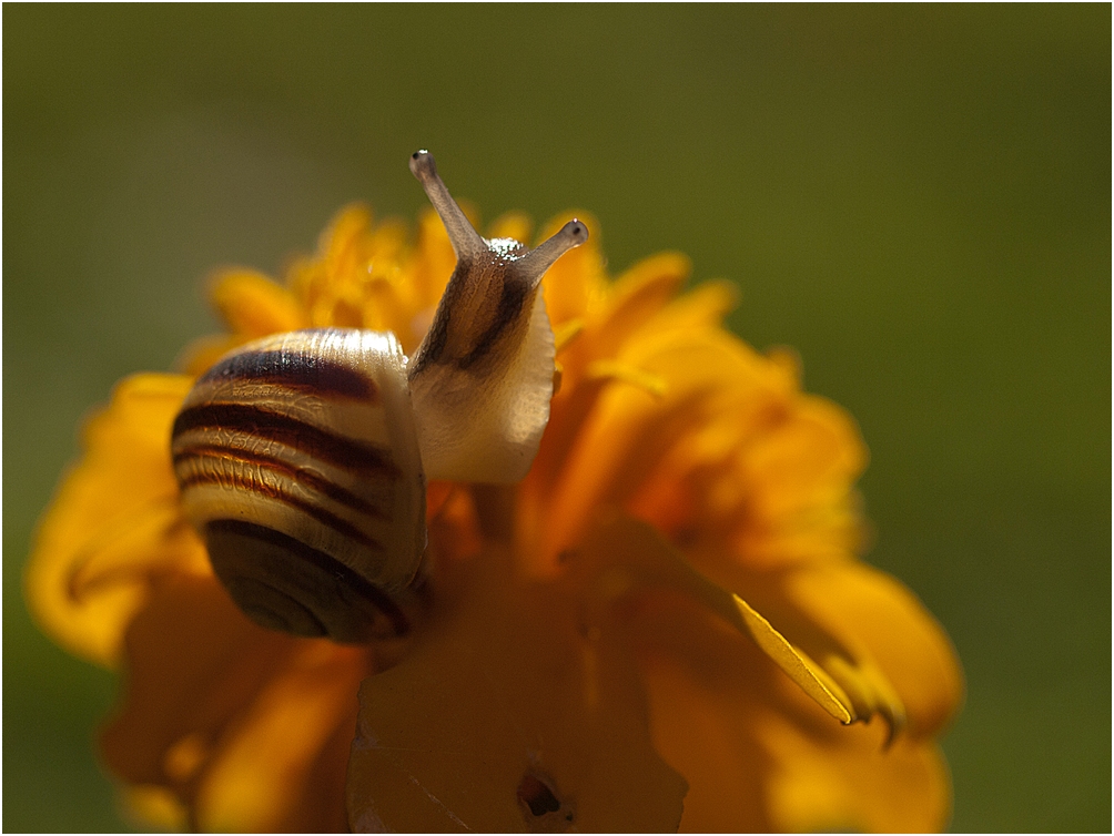 Herbstschnecke²