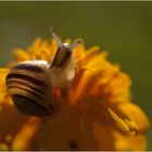 Herbstschnecke²