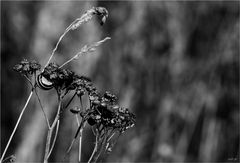 Herbstschnecke