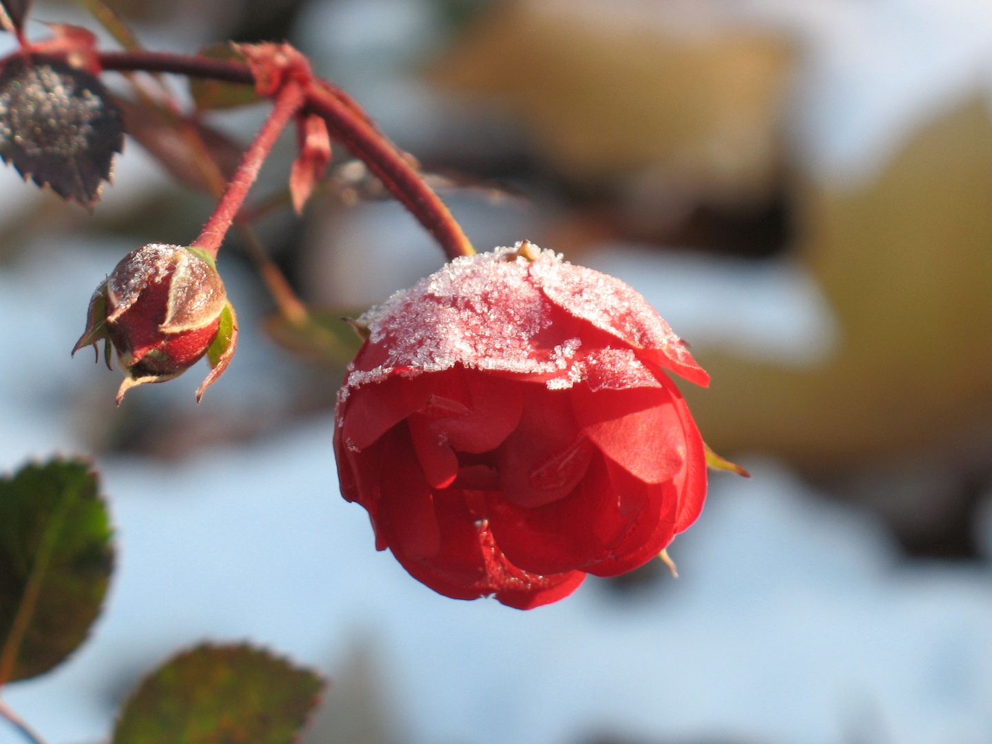 Herbstschnee