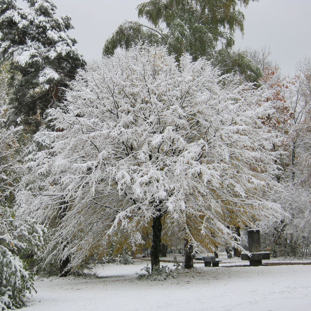 Herbstschnee