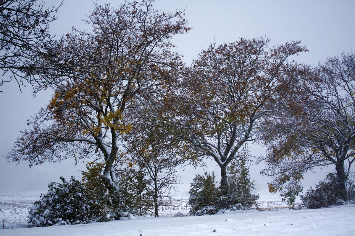 Herbstschnee