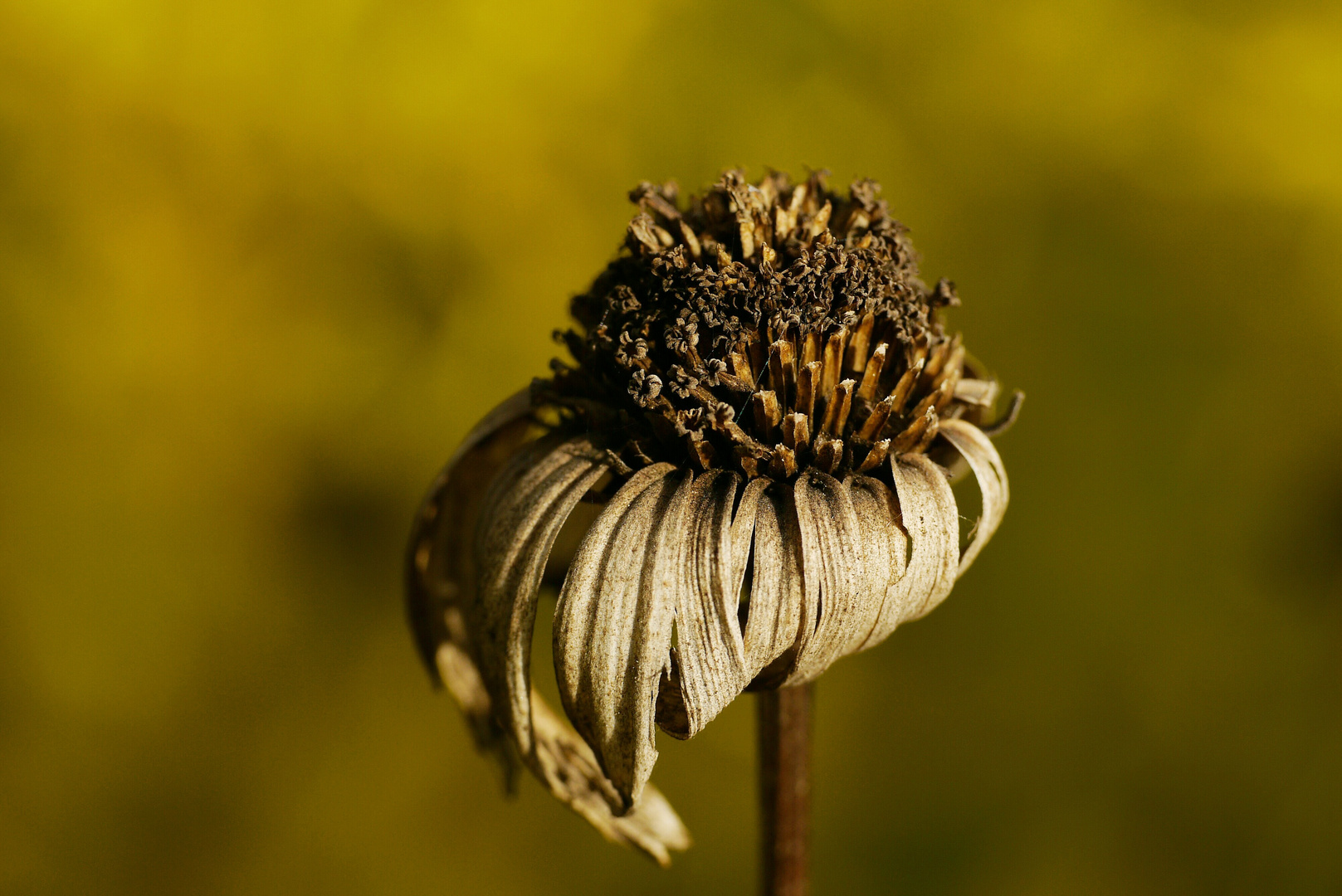 Herbstschöne