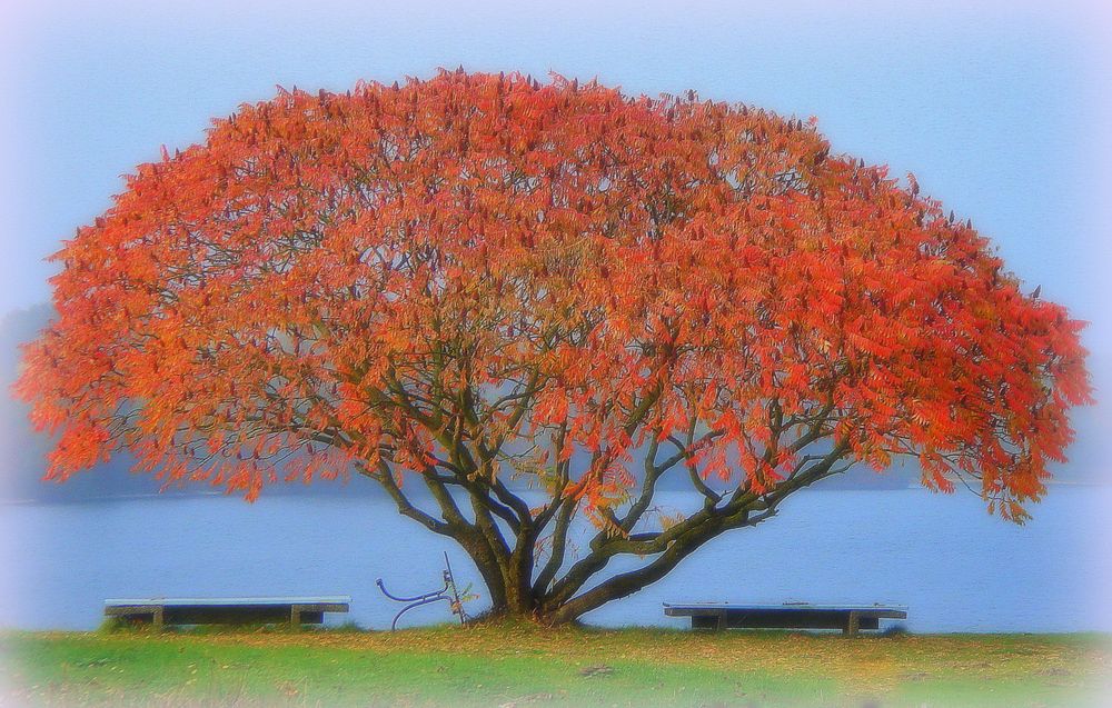 Herbstschönheit