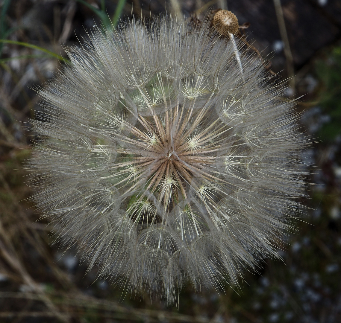 Herbstschönheit 