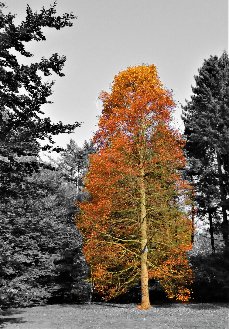 Herbstschönheit