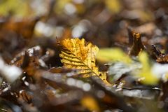 Herbstschönheit