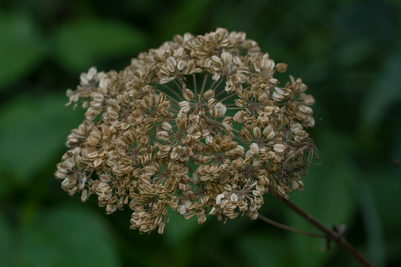 Herbstschönheit