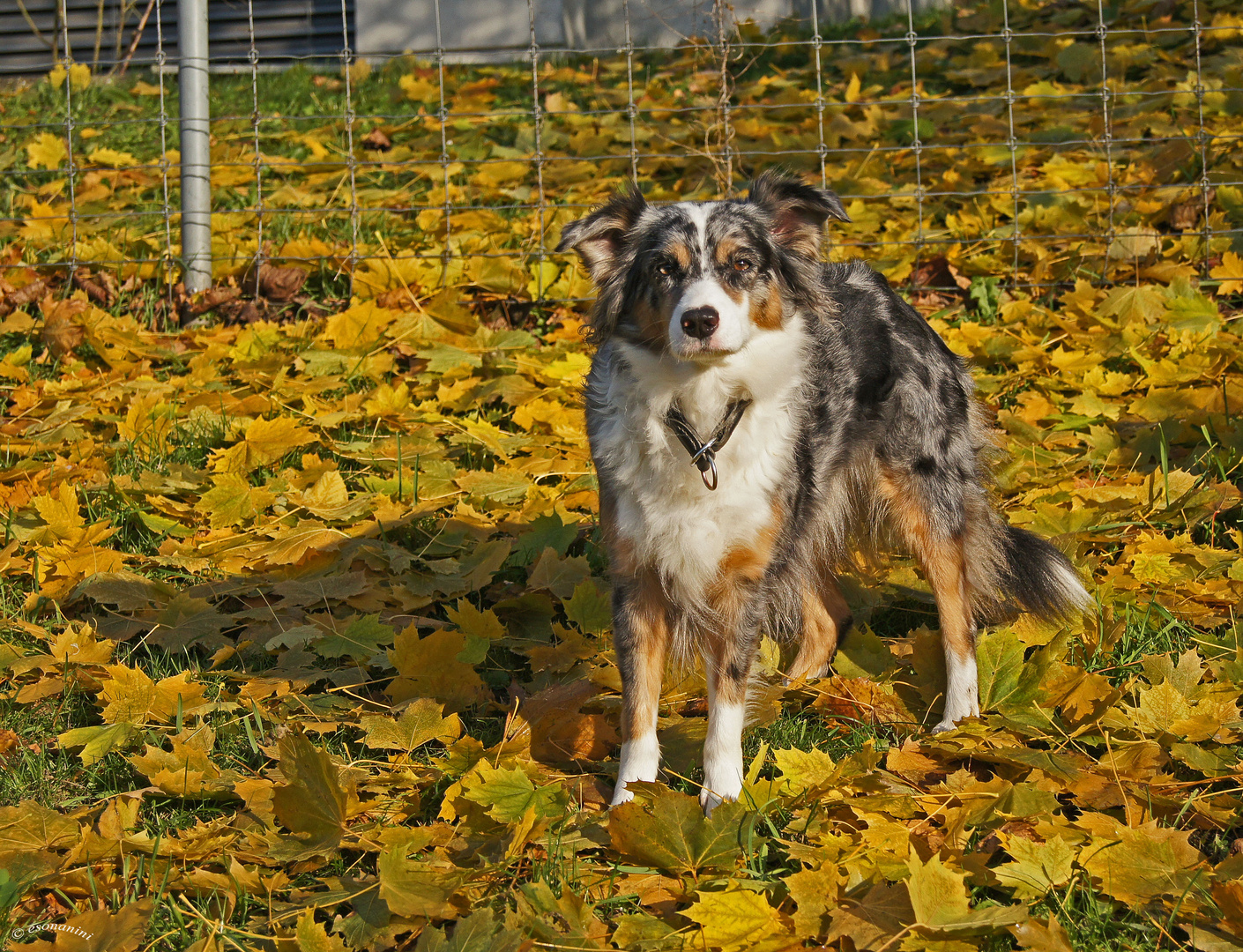 ' Herbstschönheit'