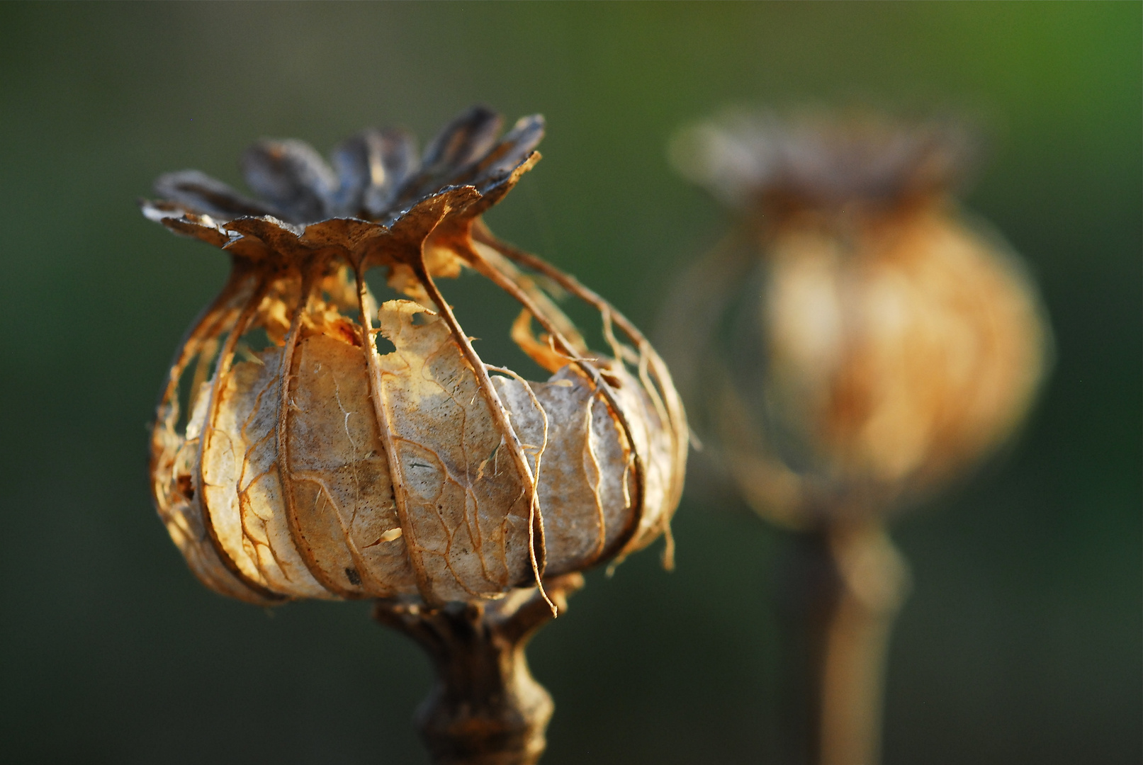 Herbstschönheit