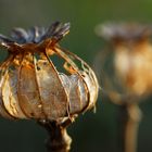 Herbstschönheit