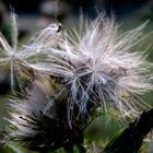 Herbstschönheit