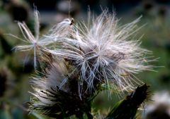 Herbstschönheit