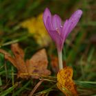 Herbstschönheit