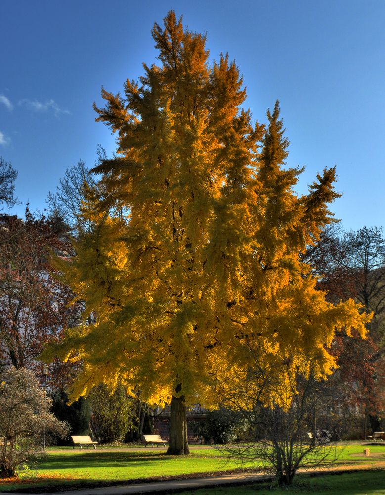 Herbstschönheit