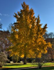 Herbstschönheit