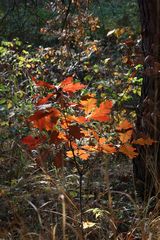 Herbstschönheit am Wegesrand