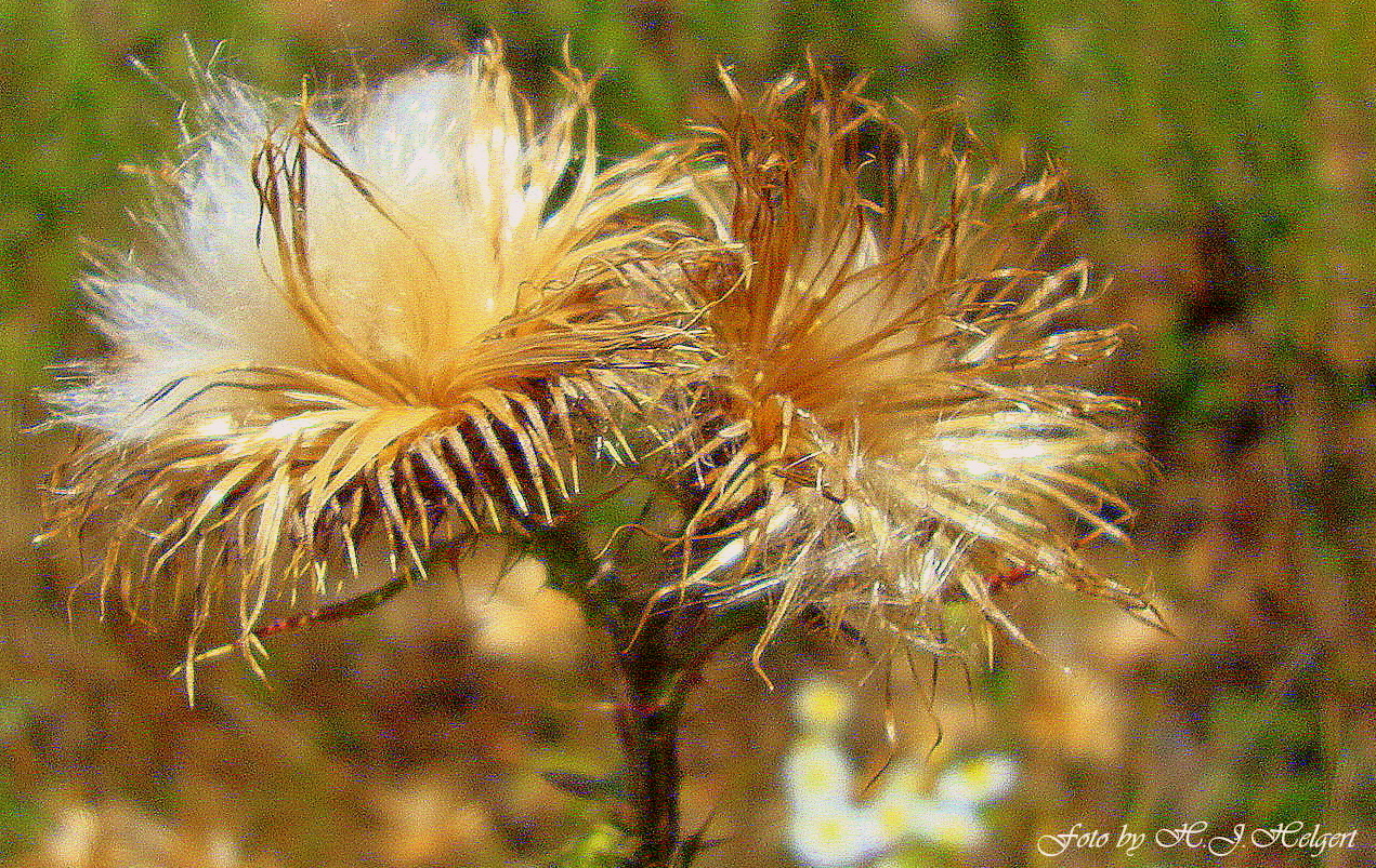 Herbstschönheit am Wegrand