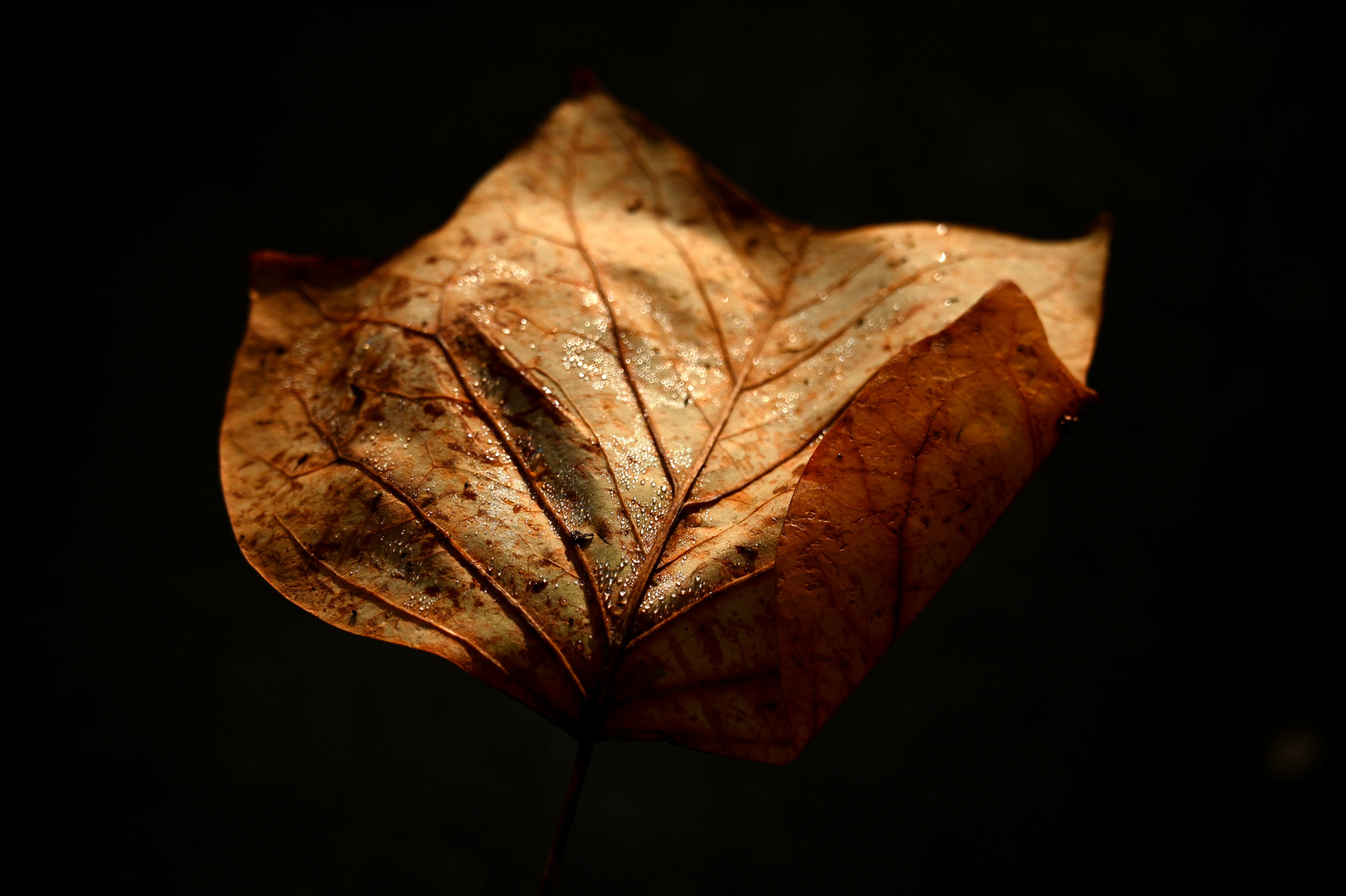 Herbstschönheit