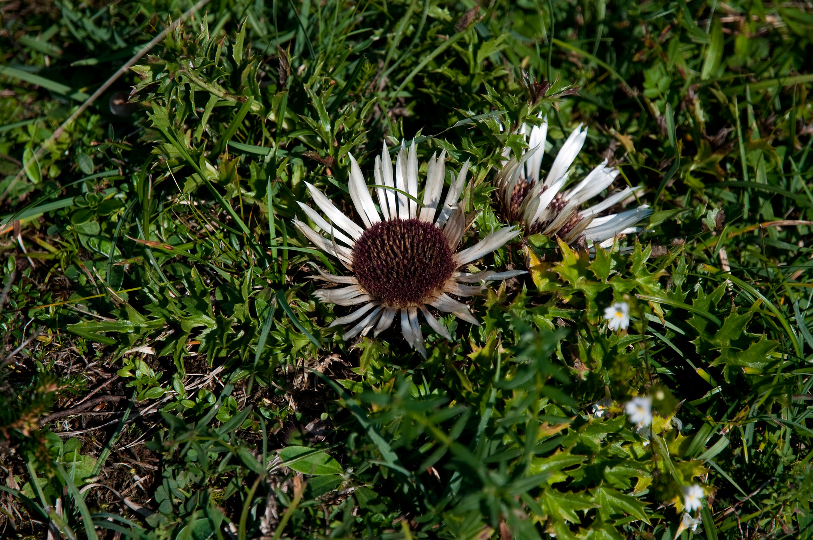 "Herbstschönheit"