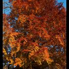 Herbstschönheit