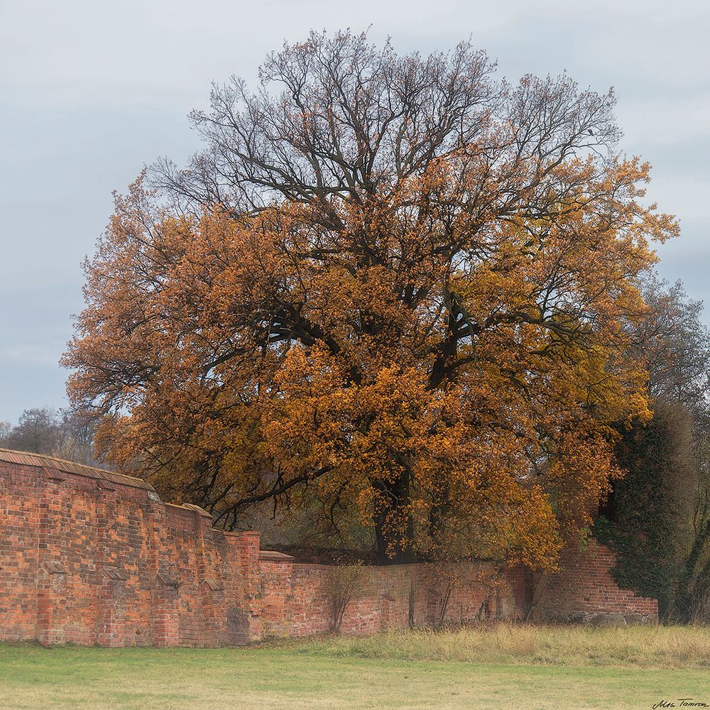 Herbstschönheit