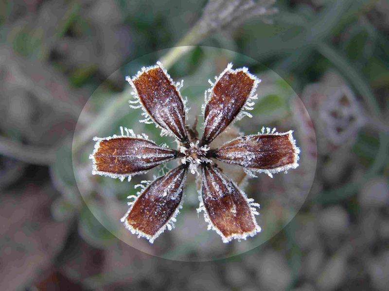 Herbstschönheit