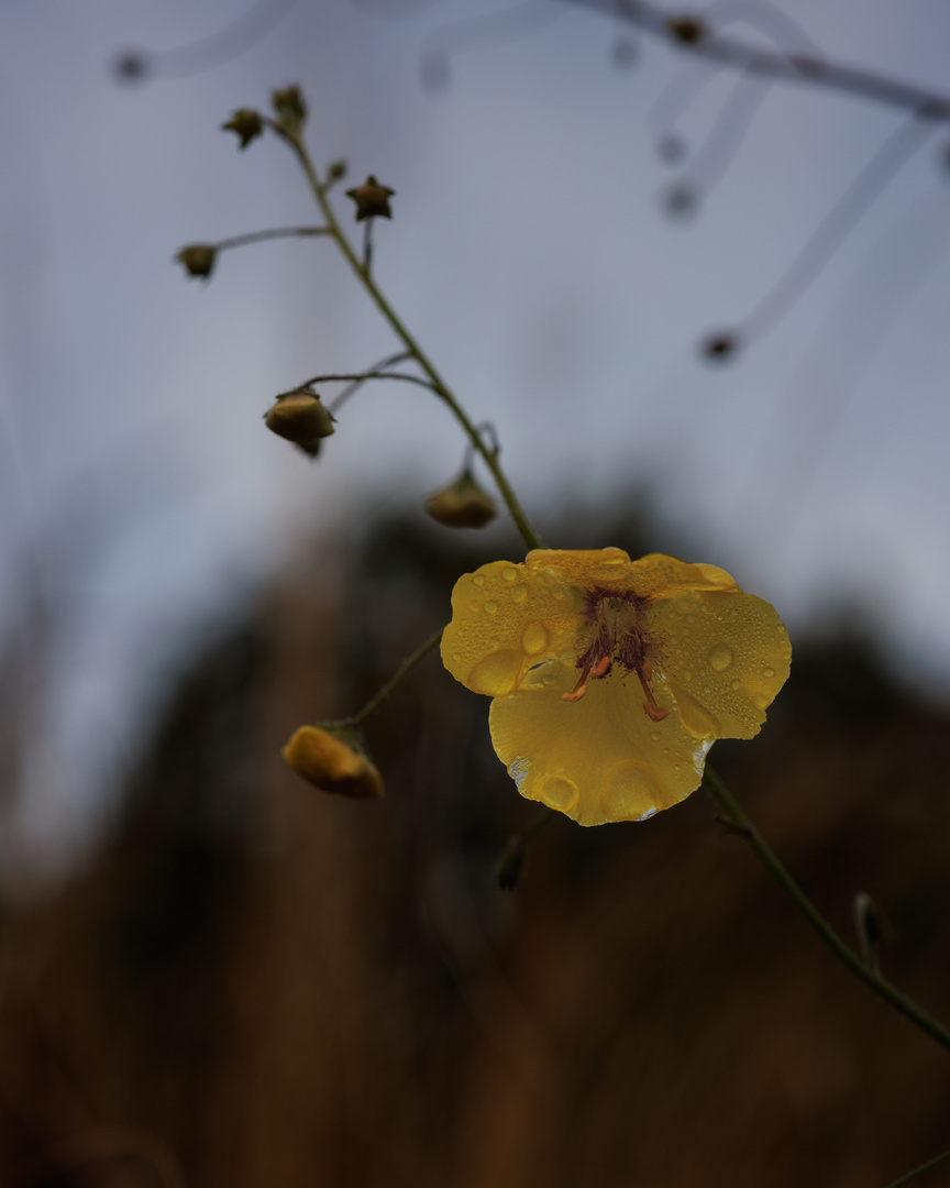 Herbstschönheit