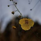 Herbstschönheit