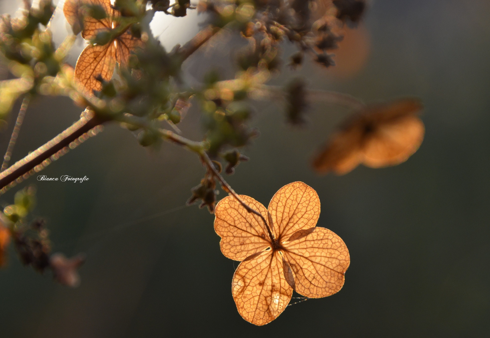 Herbstschönheiten~