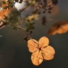 Herbstschönheiten~