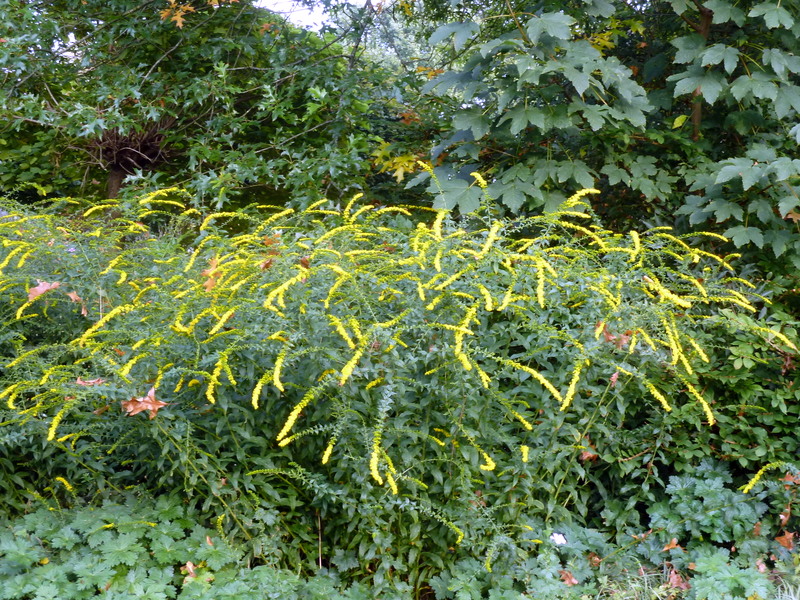 Herbstschönheiten (2)