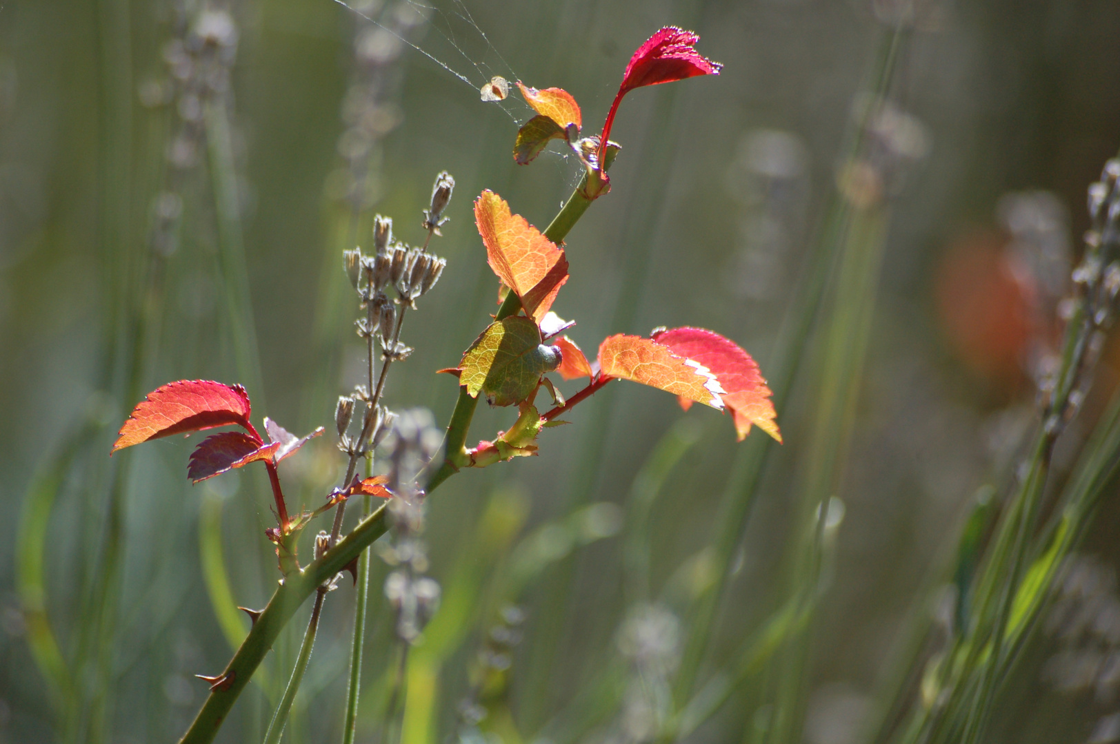 Herbstschönheiten 3