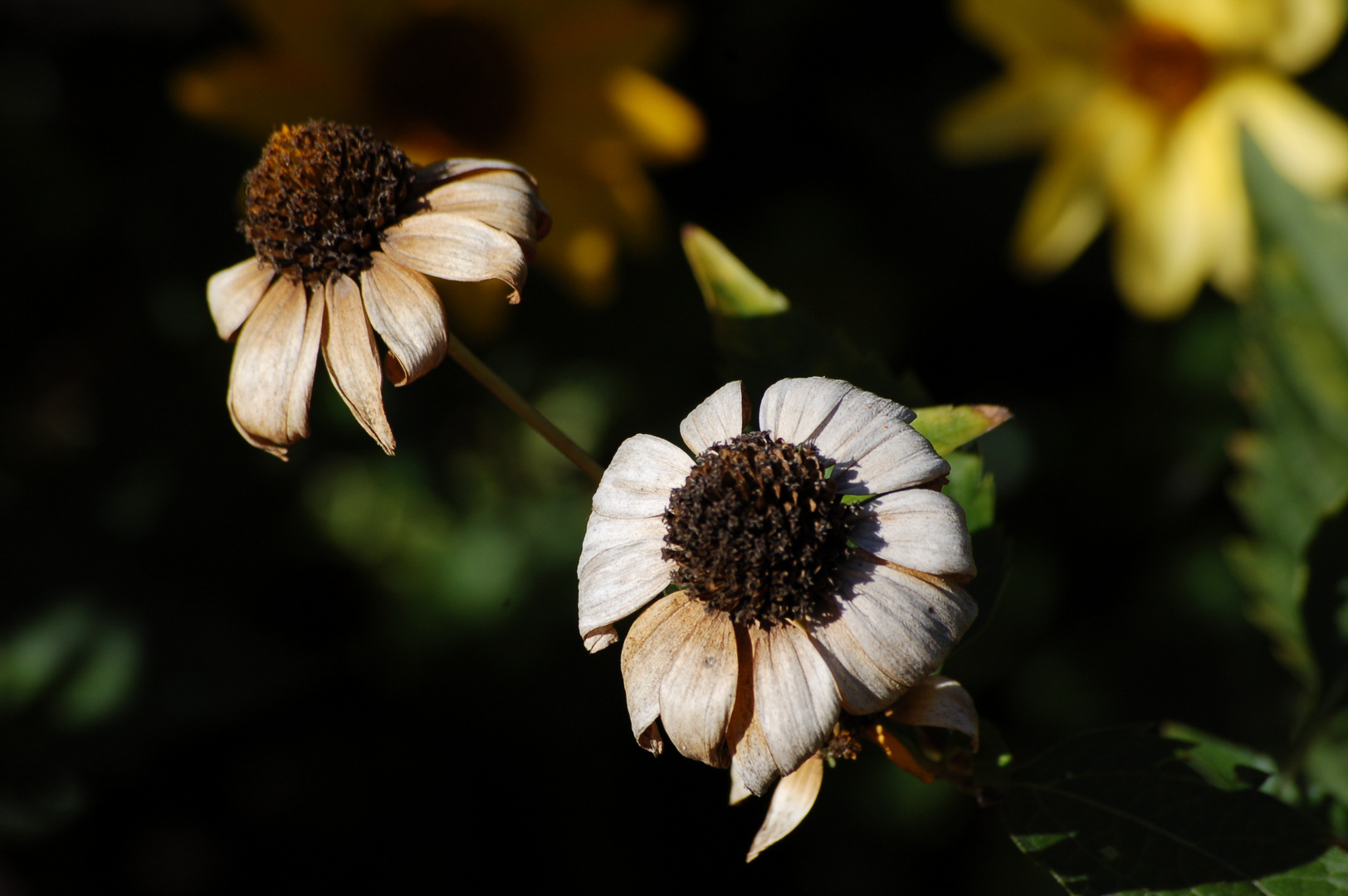 Herbstschönheiten 4