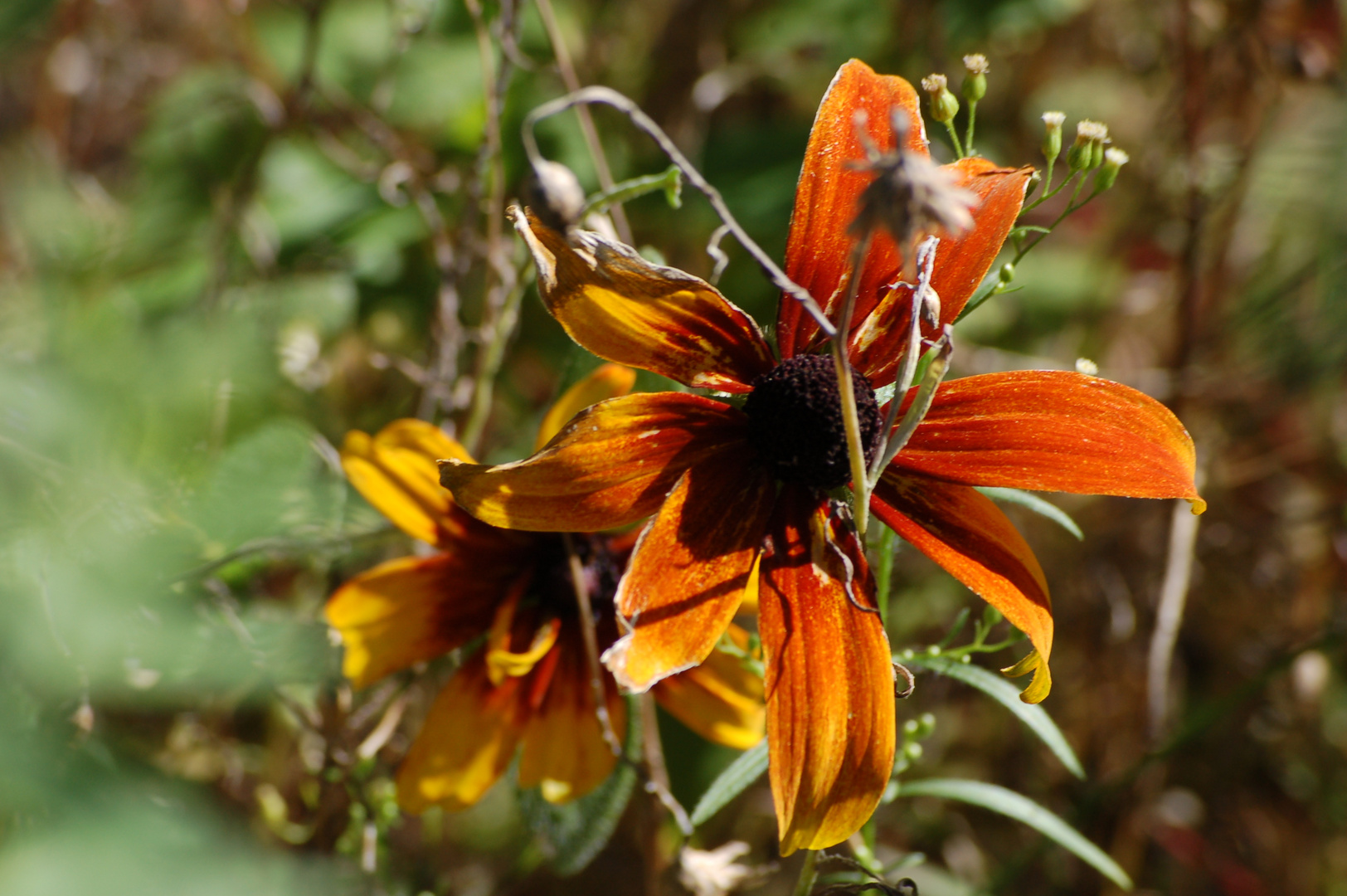 Herbstschönheiten 5