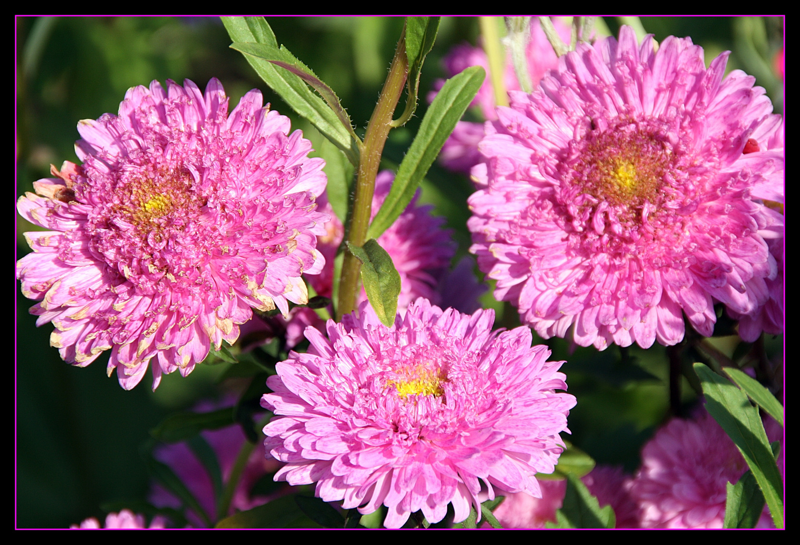 Herbstschönheiten