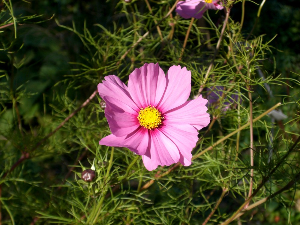 Herbstschönheiten